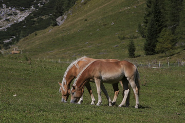 Obraz na płótnie Canvas Zwei Haflinger auf Weide, Südtirol, Italien, Europa