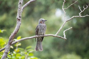 Brown-eared Bulbul perched on a branch