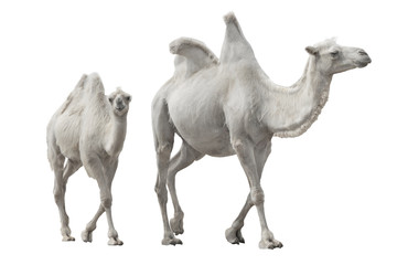 two white camel isolated