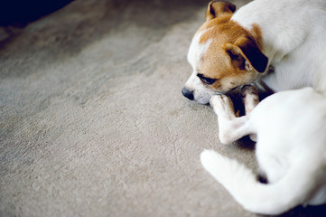 Cute pet dog white Wait for the boss to return home. I sit in front of the house in the daytime.