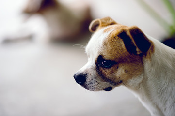 Obraz premium Cute pet dog white Wait for the boss to return home. I sit in front of the house in the daytime.