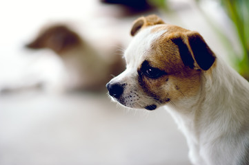 Cute pet dog white Wait for the boss to return home. I sit in front of the house in the daytime.