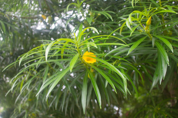 Fototapeta premium flowering Yellow Trumpetbush (Tecoma stans), national flower of The Bahamas.