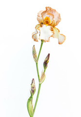 Naklejka na ściany i meble Beautiful multicolored iris flower isolated in white.
