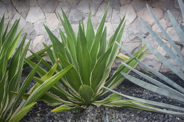 The mature leaves of snake plants