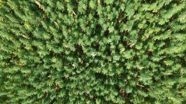 aerial top view of a hemp field in southern bohemia. hemp is a sustainable raw material