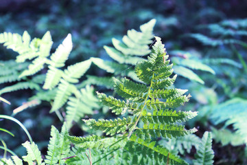 Fern (Latin Polypodiophyta), natural pattern, close-up, toned. Used in landscape design. Abstract background. Selective focus, side view, place for text.