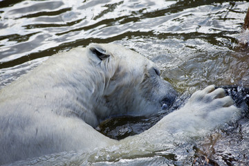 Naklejka premium polar bear playing in water