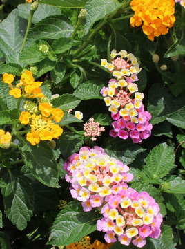 Texas Lantana