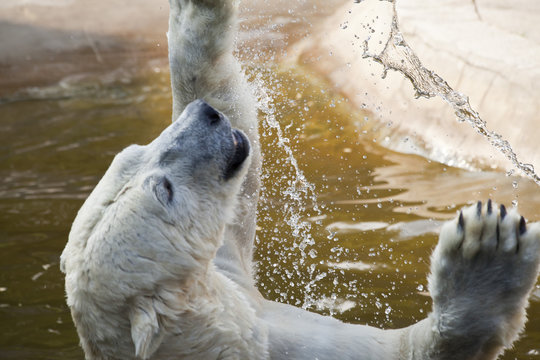 Polar Bear Playing In Water