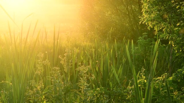 swamp overgrown bulrush at sunset