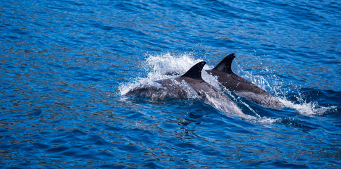 Fototapeta premium Dolphins