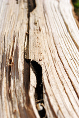 White texture of the tree trunk with a channeled passage and dark larvae in it, natural organic background