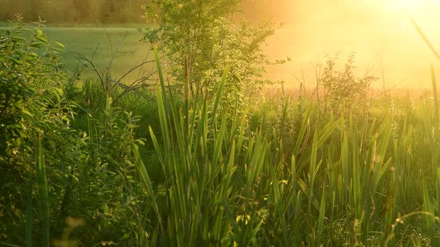 swamp overgrown Typha angustifolia at sunset