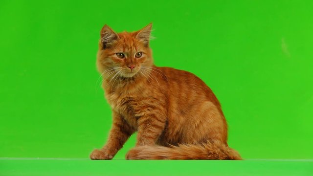 the cat looks up and down on the green screen