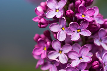 Closeup of a violet purple lilac flowers in the spring