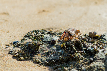 hermit crab