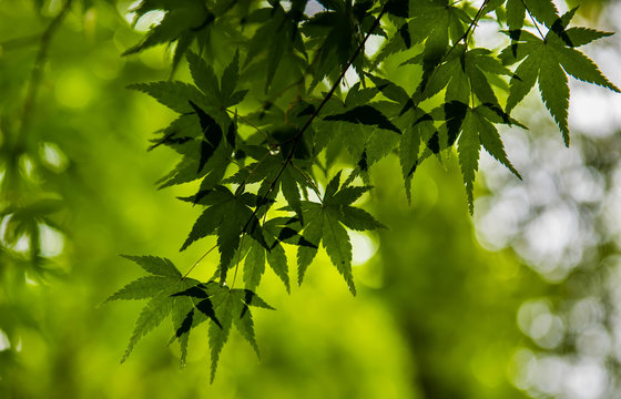 Close Up Green Maple Leaf 