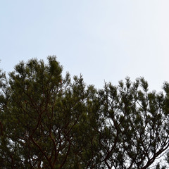 tree Branches in the rays of the setting sun. Colorful colorful autumn forest.  Mysterious and fabulous forest. Krasnoyarsk region. The Nature Of Siberia. Tourist landscape. Yellow and red leaves .