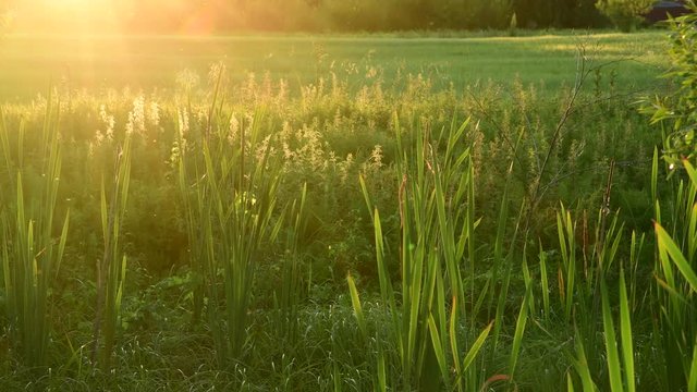 swamp overgrown bulrush at sunset