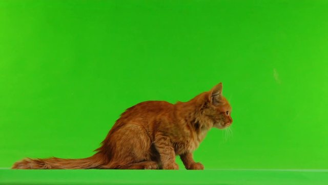 red cat goes isolated on green screen