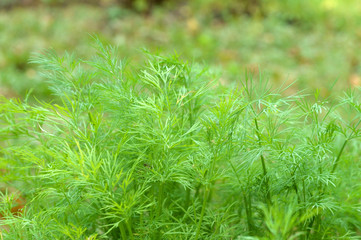 Plants in the garden in autumn period