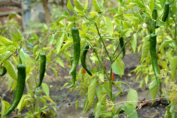 Fototapeta na wymiar Bitter pepper before harvesting in autumn season