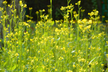 Field flowers on a meadow Selective focus