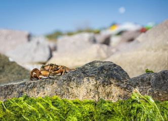 sea crab sits on a rock with green algae