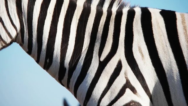 zebra close up