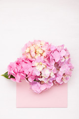 Obraz premium Hortensia flowers. Concept of celebration, greetings and holidays