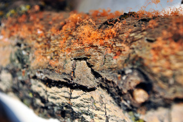 Red fungus (mold) on tree bark, organic texture close up macro detail, soft blurry horizontal background