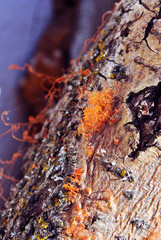 Red fungus (mold) on vertical tree trunk, bark organic texture close up macro detail, soft blurry background