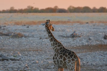 Steppengiraffe (girafffa camelopardalis) am Wasserloch Okaukuejo im Etosha Nationalpark in Namibia