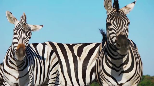 herd of zebras, slow motion
