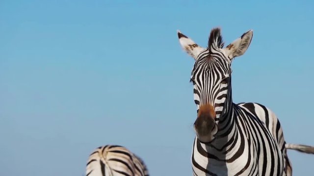 funny zebra looks