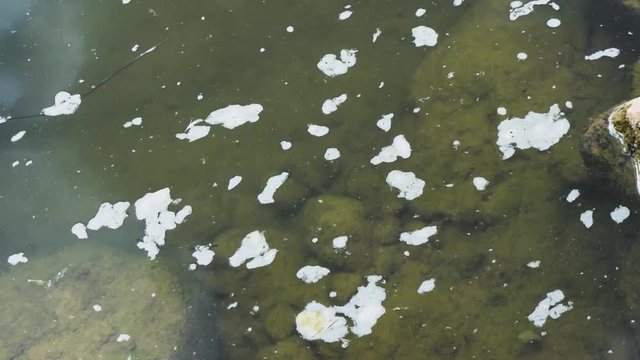 Algae in dirty water