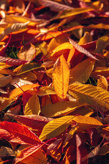 Autumn yellow leaves in the sunshine as a background.