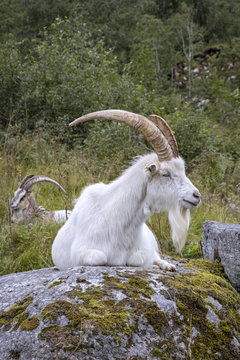 A goat is sitting on a stone. Seen in Norway
