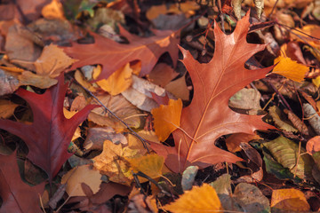Oak leaves and grass with hoarfrost