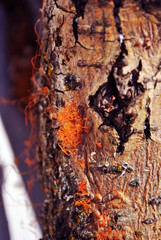 Red fungus (mold) on vertical tree trunk, bark organic texture close up macro detail, soft blurry background