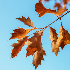 Autumn Oak leaves against a blue sky.