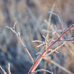 Leaves and grass with hoarfrost as a background