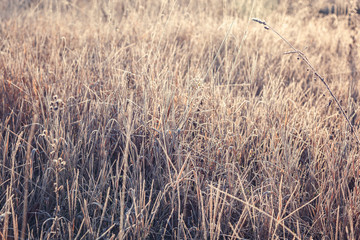 Fototapeta premium Leaves and grass with hoarfrost as a background