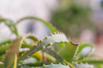 aloe vera close up 