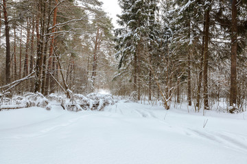 Fototapeta premium Winter snow forest on a sunny day