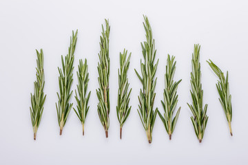 Rosemary essential oil on a white background