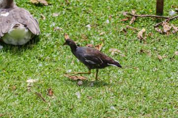 Patos pato ganso