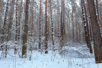 Winter snow forest on a sunny day