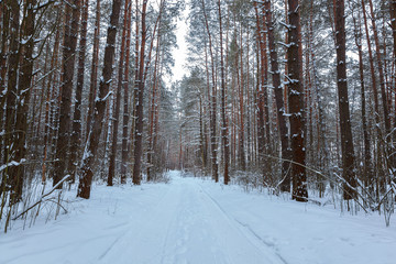 Fototapeta premium Winter snow forest on a sunny day
